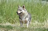 VASGOTASPETS 044